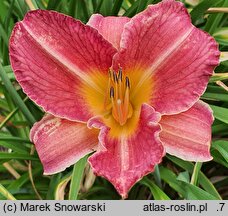Hemerocallis ×hybrida Olga