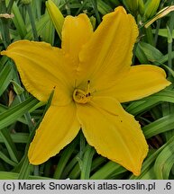 Hemerocallis ×hybrida Kanarek
