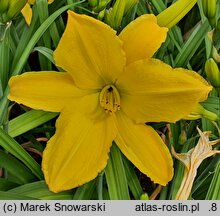 Hemerocallis ×hybrida Kanarek