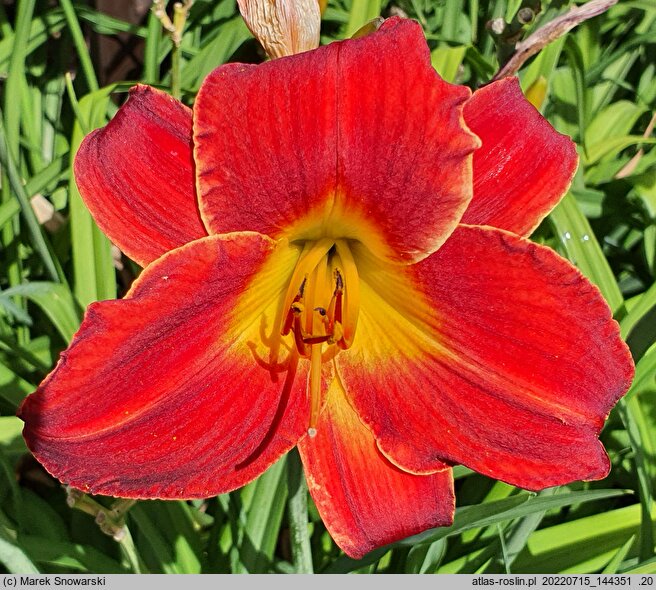 Hemerocallis ×hybrida Król Jan III Sobieski