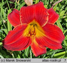 Hemerocallis ×hybrida Król Jan III Sobieski