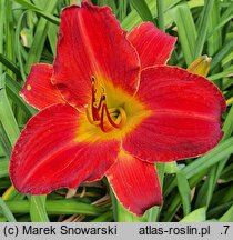 Hemerocallis ×hybrida Król Jan III Sobieski