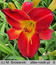Hemerocallis ×hybrida Król Jan III Sobieski