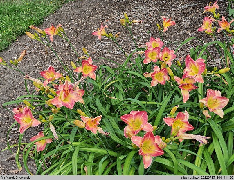 Hemerocallis ×hybrida Honorata