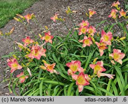 Hemerocallis ×hybrida Honorata