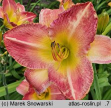 Hemerocallis ×hybrida Honorata