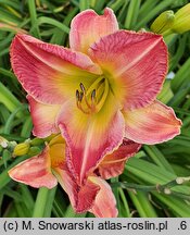Hemerocallis ×hybrida Honorata
