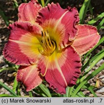 Hemerocallis ×hybrida Karpaty