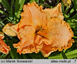 Hemerocallis ×hybrida Melancholia