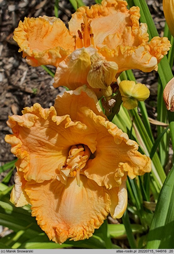 Hemerocallis ×hybrida Melancholia