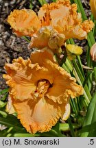 Hemerocallis ×hybrida Melancholia