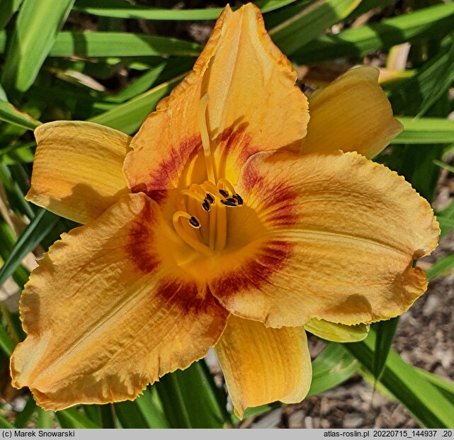 Hemerocallis ×hybrida Agora
