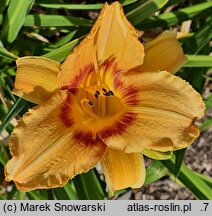Hemerocallis ×hybrida Agora