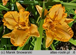 Hemerocallis ×hybrida Kalwa