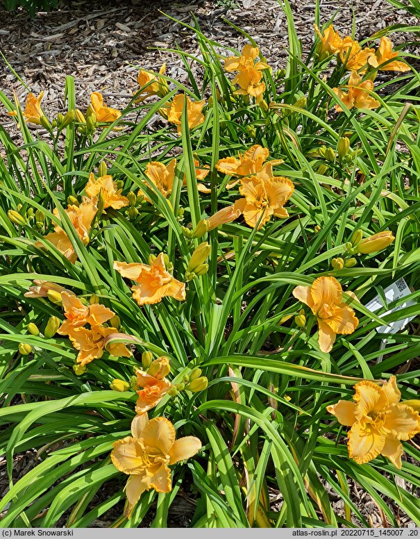 Hemerocallis ×hybrida Kalwa