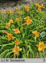 Hemerocallis ×hybrida Kalwa
