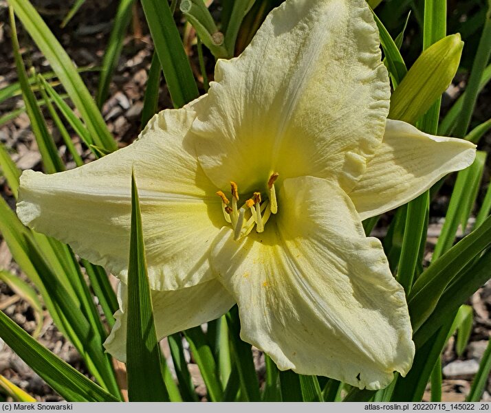 Hemerocallis ×hybrida Serafin