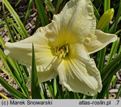 Hemerocallis ×hybrida Serafin