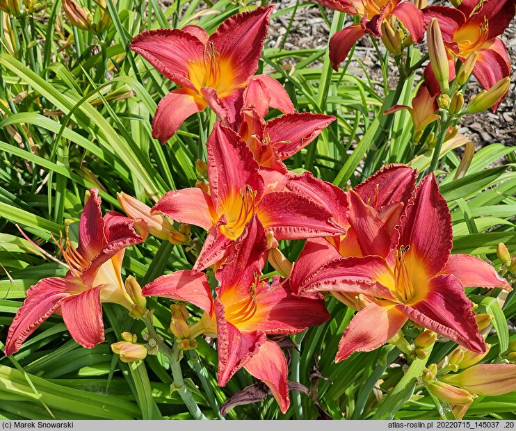 Hemerocallis ×hybrida Marta