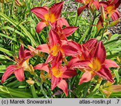 Hemerocallis ×hybrida Marta