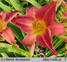 Hemerocallis ×hybrida Marta