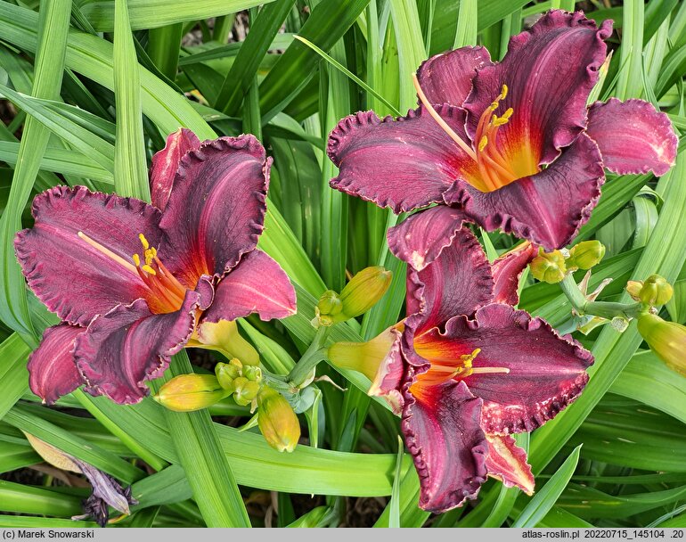 Hemerocallis ×hybrida Zabytek