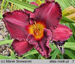 Hemerocallis ×hybrida Zabytek