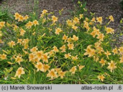 Hemerocallis ×hybrida Marzanna