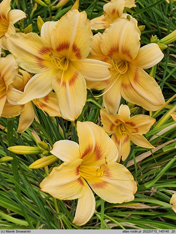 Hemerocallis ×hybrida Marzanna