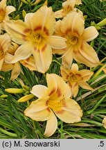 Hemerocallis ×hybrida Marzanna