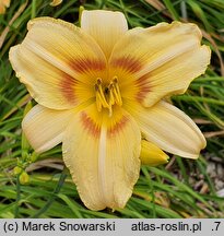 Hemerocallis ×hybrida Marzanna