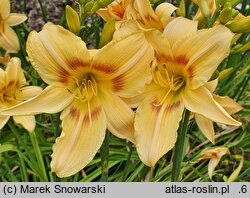 Hemerocallis ×hybrida Marzanna