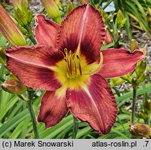 Hemerocallis ×hybrida Antypater