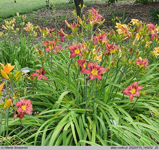 Hemerocallis ×hybrida Antypater