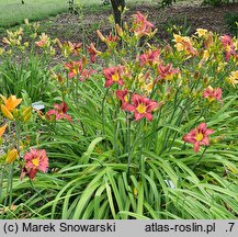 Hemerocallis ×hybrida Antypater