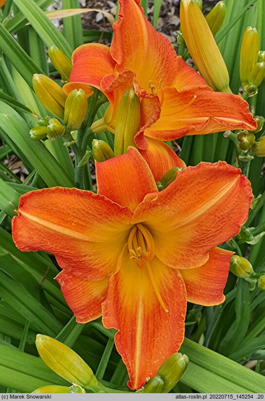 Hemerocallis ×hybrida (liliowiec ogrodowy)