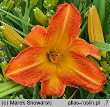 Hemerocallis ×hybrida (liliowiec ogrodowy)