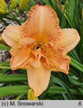 Hemerocallis ×hybrida Bałkański Kocioł