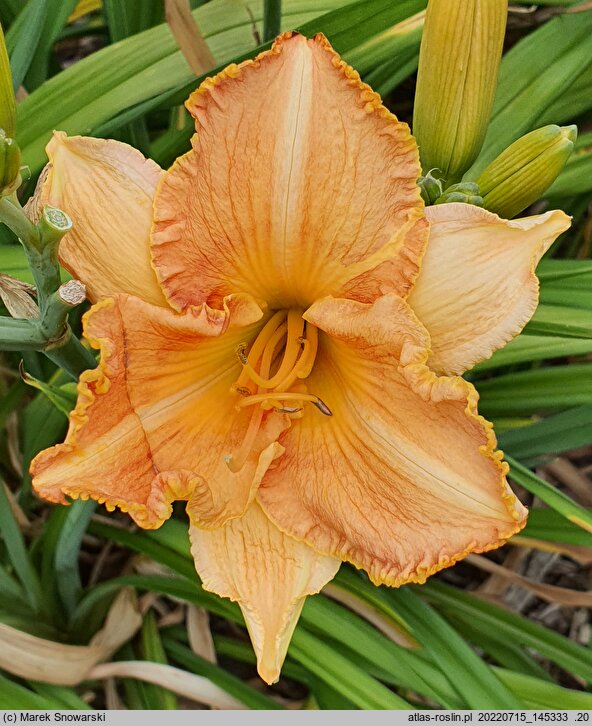 Hemerocallis ×hybrida Bałkański Kocioł