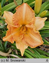 Hemerocallis ×hybrida Bałkański Kocioł