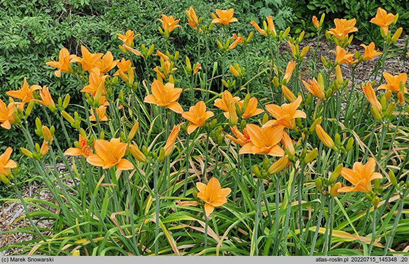 Hemerocallis ×hybrida Beata