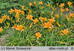 Hemerocallis ×hybrida Beata