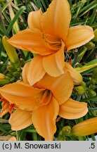 Hemerocallis ×hybrida Beata
