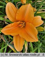 Hemerocallis ×hybrida Beata