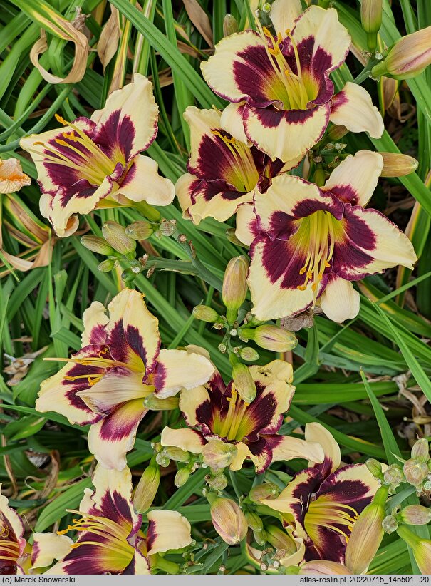 Hemerocallis ×hybrida Sudetic First Violin