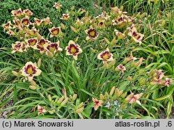Hemerocallis ×hybrida Sudetic First Violin