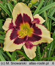 Hemerocallis ×hybrida Sudetic First Violin