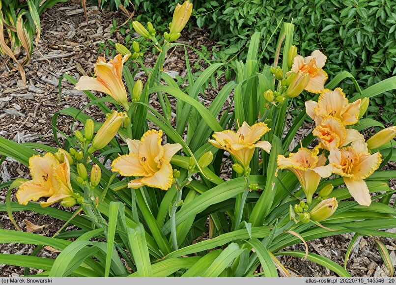 Hemerocallis ×hybrida Wybranka Serca