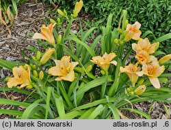 Hemerocallis ×hybrida Wybranka Serca