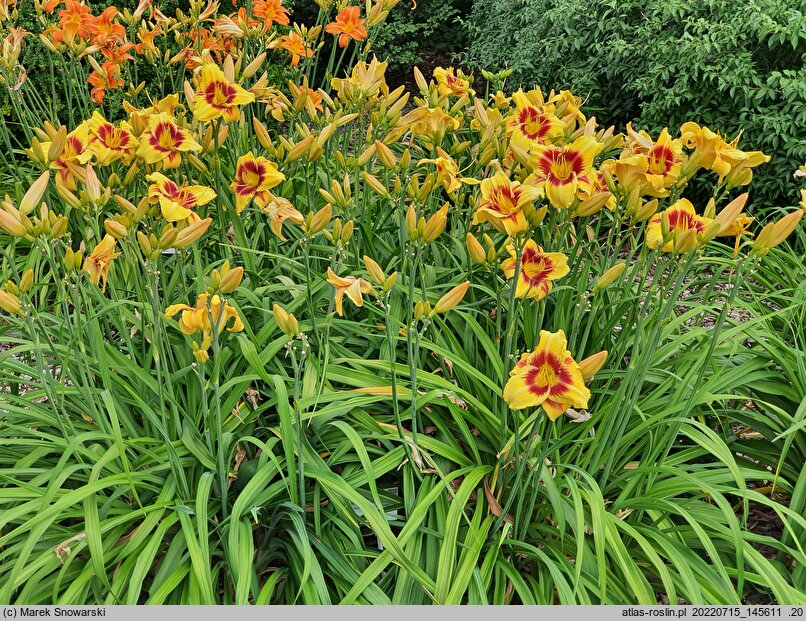 Hemerocallis ×hybrida Circles and Stripes